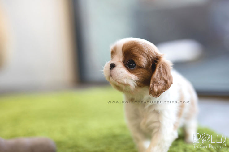 Rolly Teacup Puppies (SOLD to Walter) Coco - King Charles Jr. F.