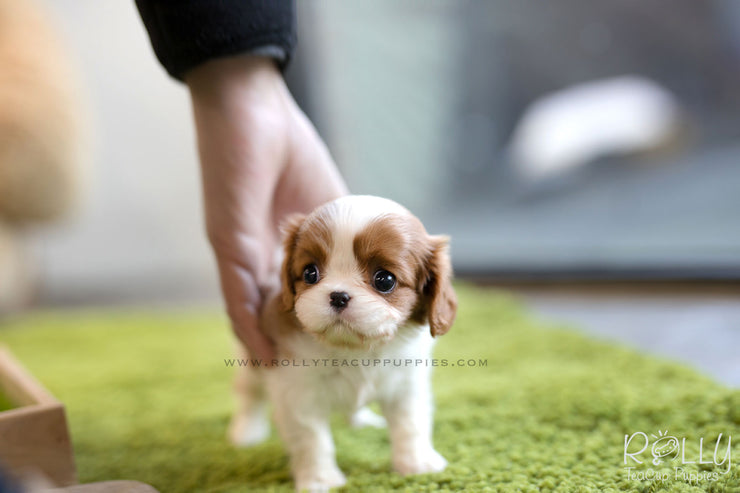 Rolly Teacup Puppies (SOLD to Walter) Coco - King Charles Jr. F.