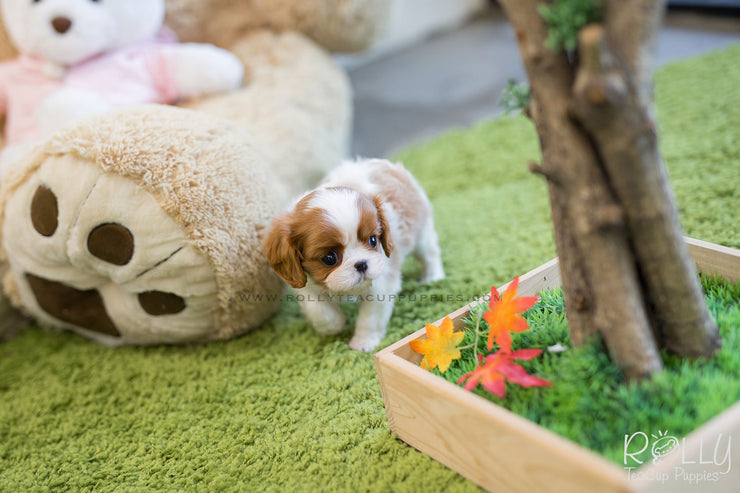 Rolly Teacup Puppies (SOLD to Walter) Coco - King Charles Jr. F.