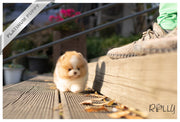 Rolly Teacup Puppies KISSES - FEMALE (PURCHASED by Samantha).