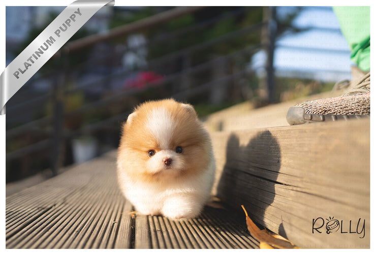 Rolly Teacup Puppies KISSES - FEMALE (PURCHASED by Samantha).