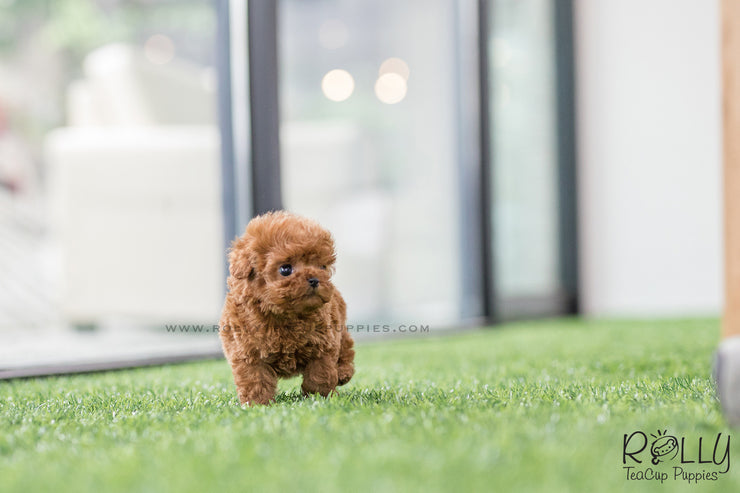 Rolly Teacup Puppies (SOLD to Chang) Kenzo - Poodle. M.