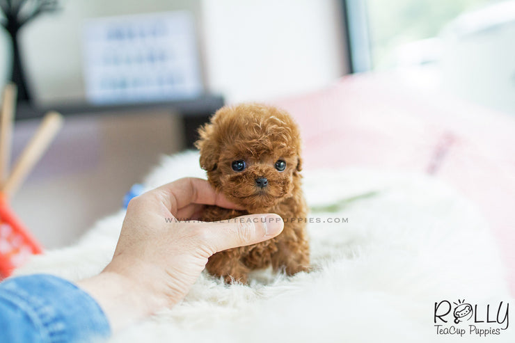 Rolly Teacup Puppies (SOLD to Chang) Kenzo - Poodle. M.
