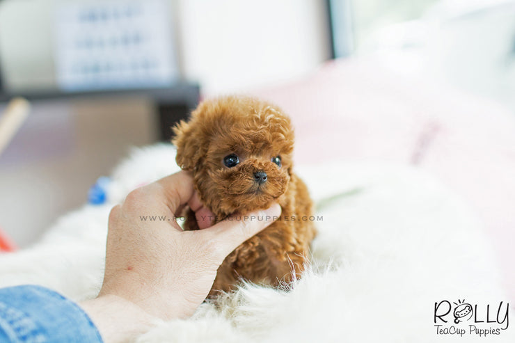 Rolly Teacup Puppies (SOLD to Chang) Kenzo - Poodle. M.