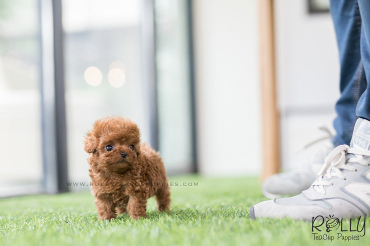 Rolly Teacup Puppies (SOLD to Chang) Kenzo - Poodle. M.