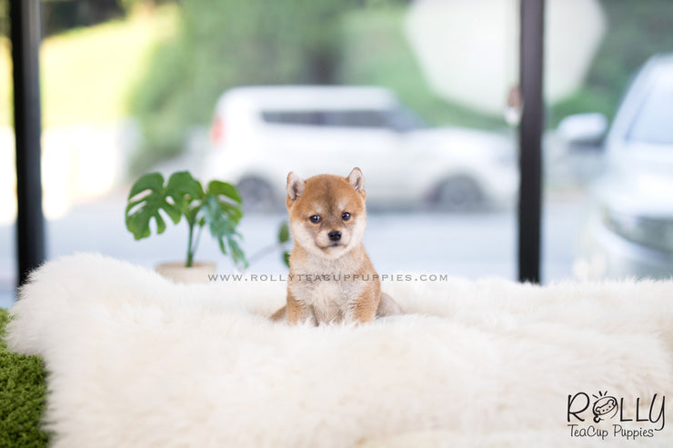 Rolly Teacup Puppies (SOLD to Ferre) Kiko - Shiba. F.