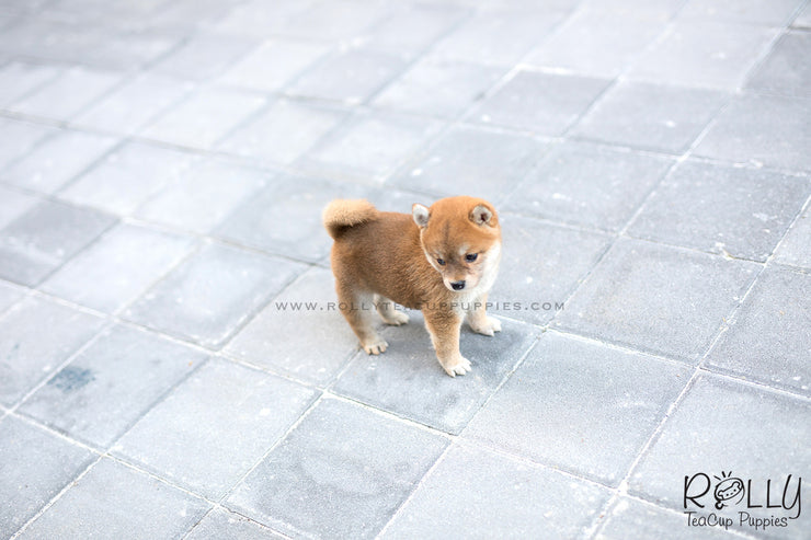 Rolly Teacup Puppies (SOLD to Ferre) Kiko - Shiba. F.