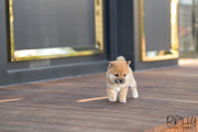 Rolly Teacup Puppies (SOLD to Jean) Kiko - Shiba Inu. F.