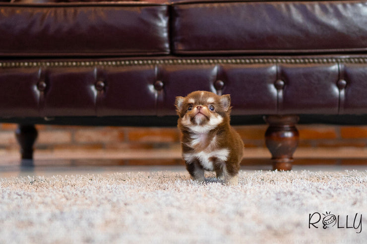 Rolly Teacup Puppies (Purchased by Sohne) Kitkat - Chihuahua. M.