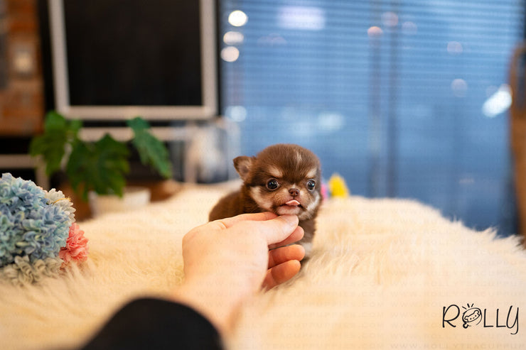 Rolly Teacup Puppies (Purchased by Sohne) Kitkat - Chihuahua. M.