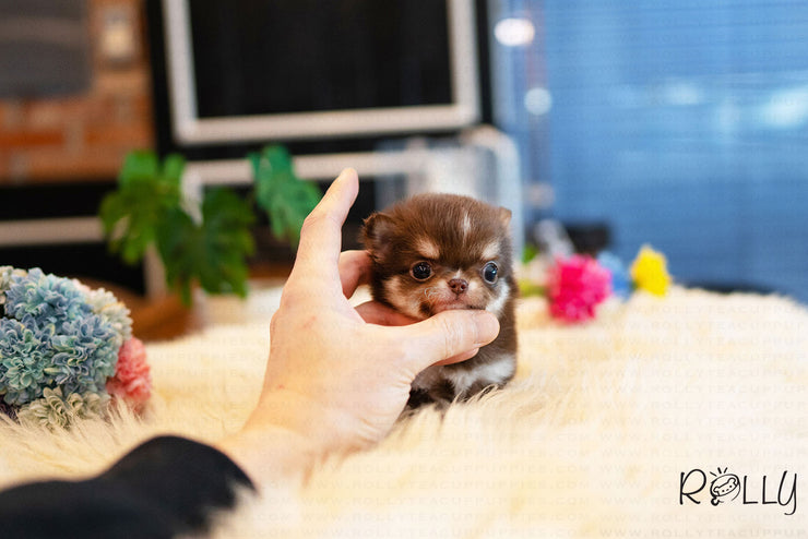 Rolly Teacup Puppies (Purchased by Sohne) Kitkat - Chihuahua. M.