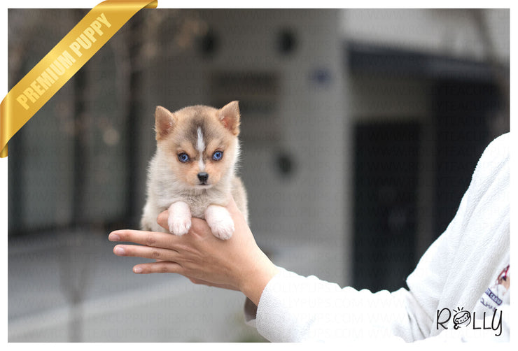 Rolly Teacup Puppies (Purchased by Chan) Kitkat - Pomsky. M.