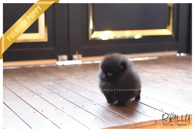 Rolly Teacup Puppies (SOLD to Charles) Kona - Pomeranian. M.