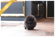 Rolly Teacup Puppies (SOLD to Charles) Kona - Pomeranian. M.