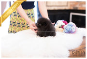 Rolly Teacup Puppies (SOLD to Charles) Kona - Pomeranian. M.