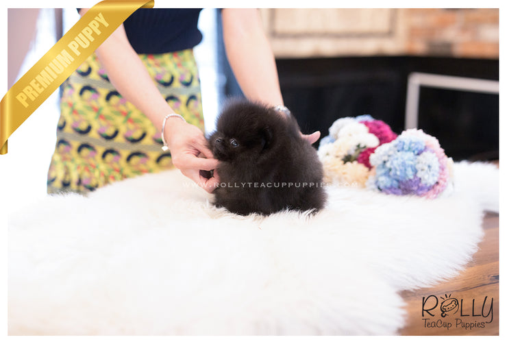 Rolly Teacup Puppies (SOLD to Charles) Kona - Pomeranian. M.