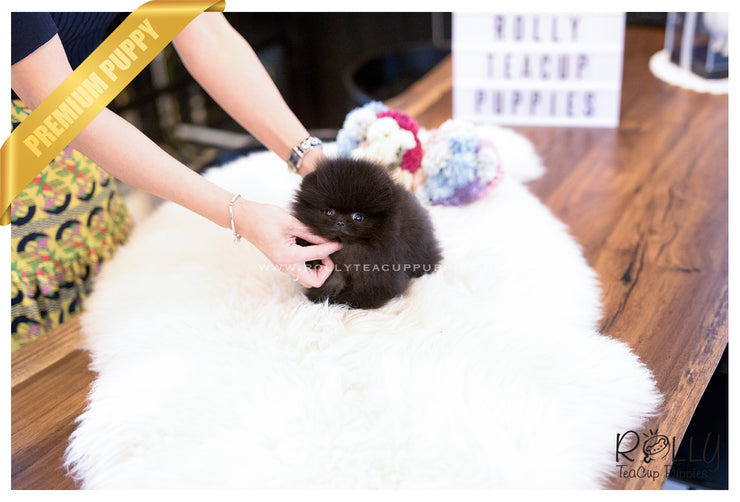 Rolly Teacup Puppies (SOLD to Charles) Kona - Pomeranian. M.