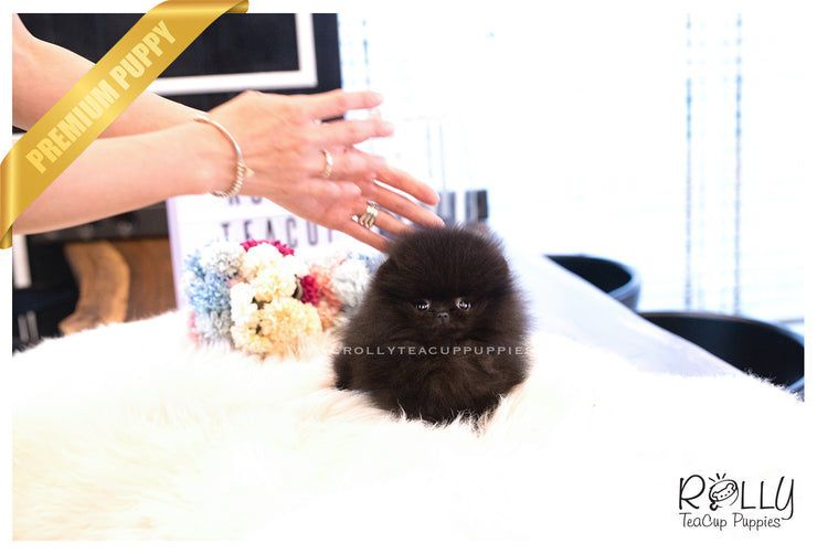 Rolly Teacup Puppies (SOLD to Charles) Kona - Pomeranian. M.