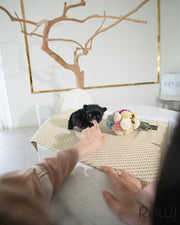 LEWIS - MALE (PURCHASED by SHIH)