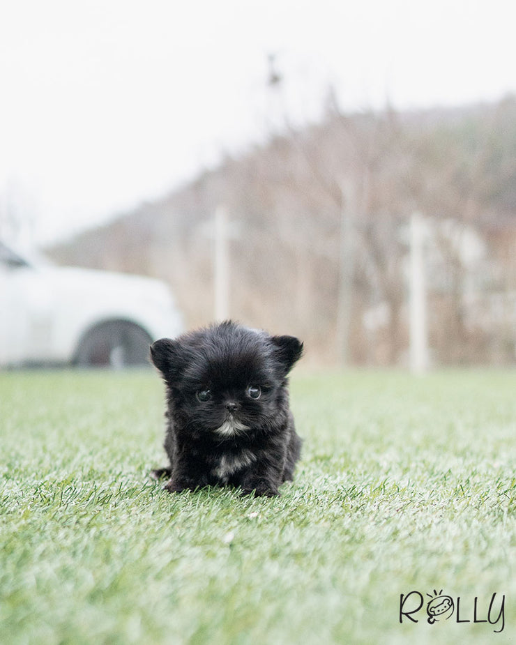 LEWIS - MALE (PURCHASED by SHIH)