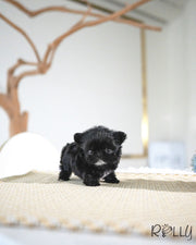LEWIS - MALE (PURCHASED by SHIH)