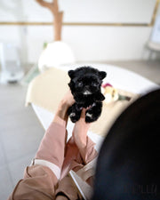 LEWIS - MALE (PURCHASED by SHIH)
