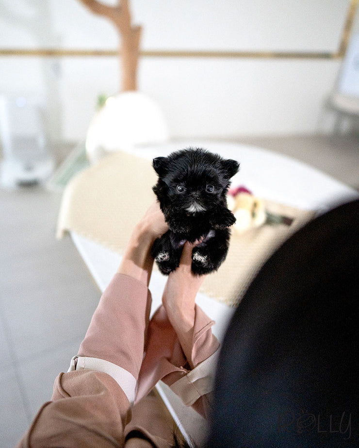LEWIS - MALE (PURCHASED by SHIH)