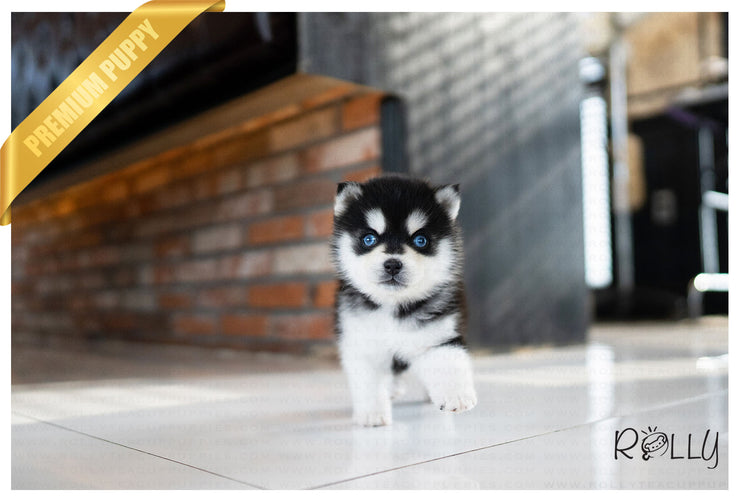 Rolly Teacup Puppies (PURCHASED by Malley) LIGHTENING - Pomsky. M.
