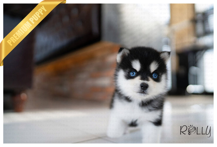Rolly Teacup Puppies (PURCHASED by Malley) LIGHTENING - Pomsky. M.