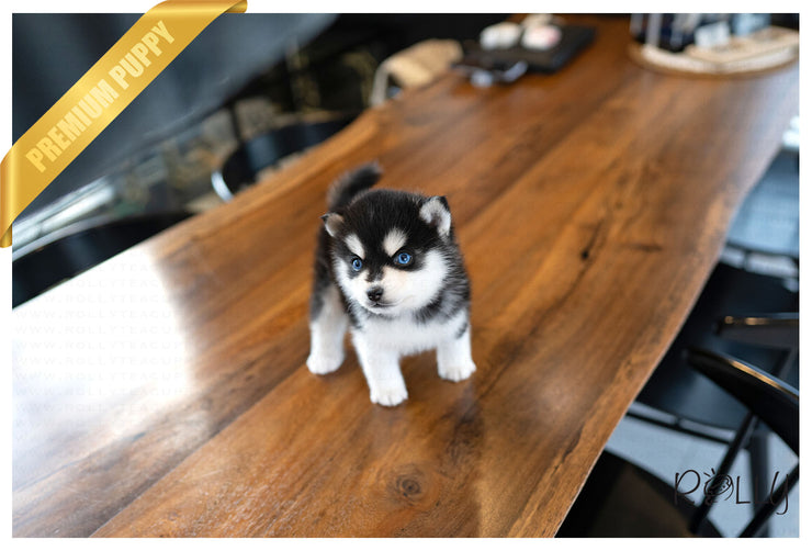Rolly Teacup Puppies (PURCHASED by Malley) LIGHTENING - Pomsky. M.