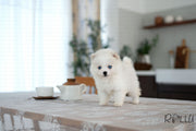 Rolly Teacup Puppies LILI - FEMALE (PURCHASED by GARCIA).