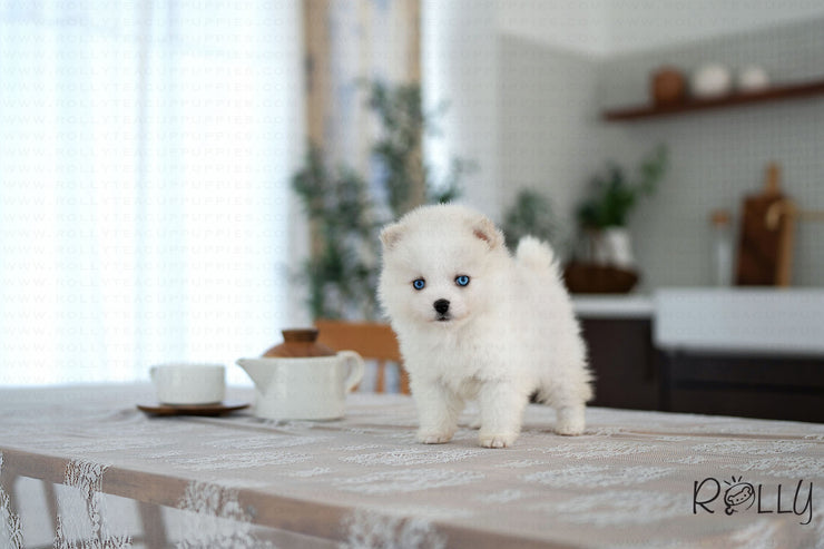Rolly Teacup Puppies LILI - FEMALE (PURCHASED by GARCIA).