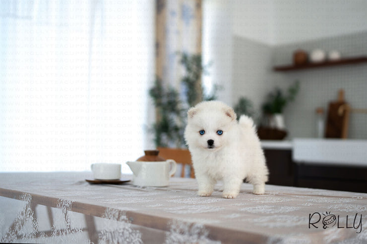 Rolly Teacup Puppies LILI - FEMALE (PURCHASED by GARCIA).
