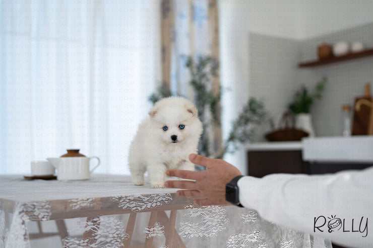 Rolly Teacup Puppies LILI - FEMALE (PURCHASED by GARCIA).