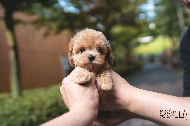 Rolly Teacup Puppies (PURCHASED by GALLO) LOUIE - Cockapoo. M.