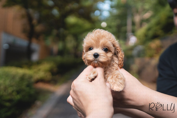 Rolly Teacup Puppies (PURCHASED by GALLO) LOUIE - Cockapoo. M.