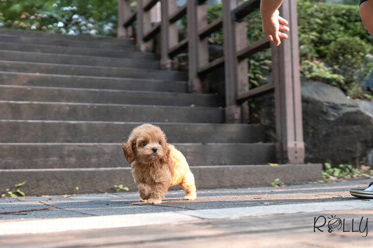 Rolly Teacup Puppies (PURCHASED by GALLO) LOUIE - Cockapoo. M.