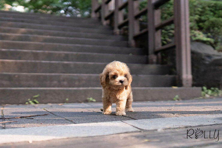 Rolly Teacup Puppies (PURCHASED by GALLO) LOUIE - Cockapoo. M.