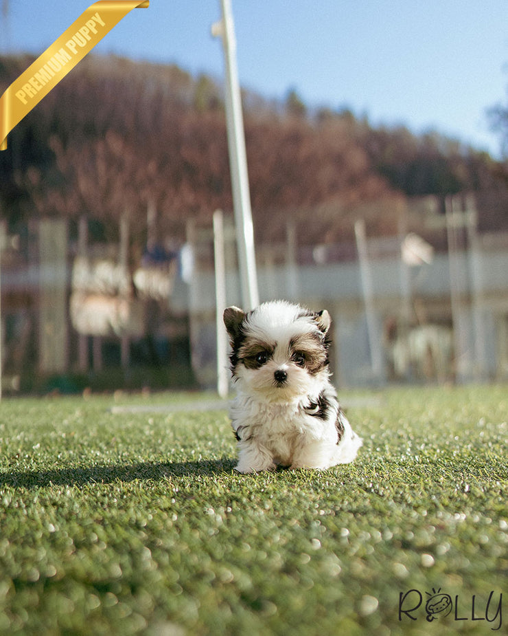 LUCKY - MALE (PURCHASED by CHOI)