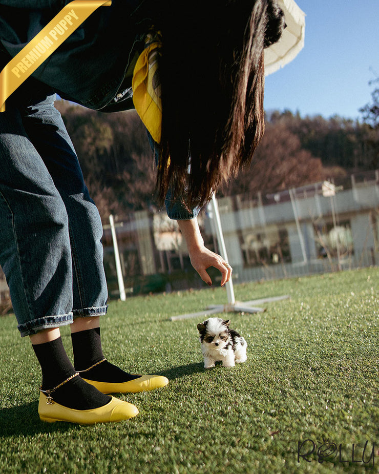 LUCKY - MALE (PURCHASED by CHOI)