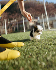 LUCKY - MALE (PURCHASED by CHOI)