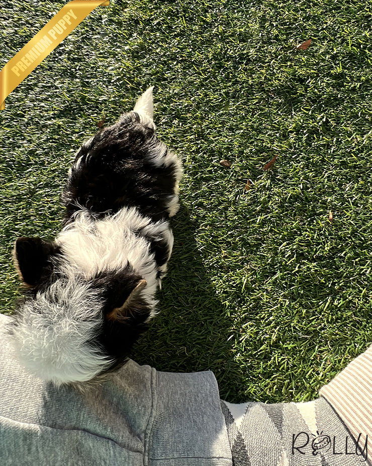 LUCKY - MALE (PURCHASED by CHOI)