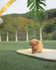 Rolly Teacup Puppies LUCY - FEMALE (PURCHASED by K).