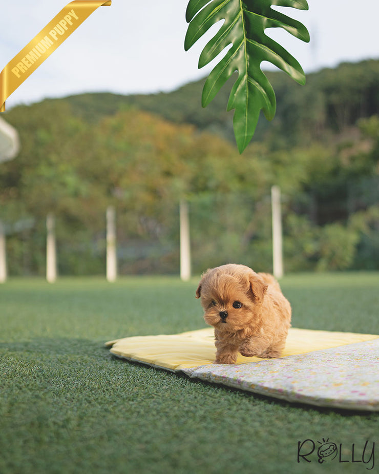Rolly Teacup Puppies LUCY - FEMALE (PURCHASED by K).