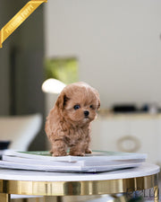 Rolly Teacup Puppies LUCY - FEMALE (PURCHASED by K).