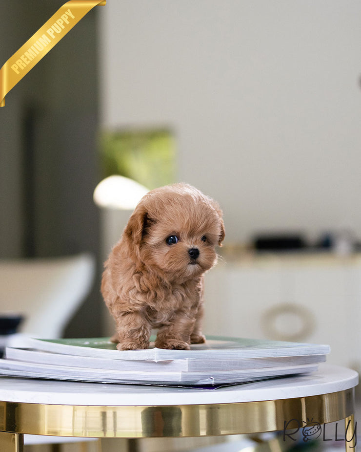Rolly Teacup Puppies LUCY - FEMALE (PURCHASED by K).