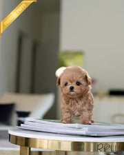 Rolly Teacup Puppies LUCY - FEMALE (PURCHASED by K).