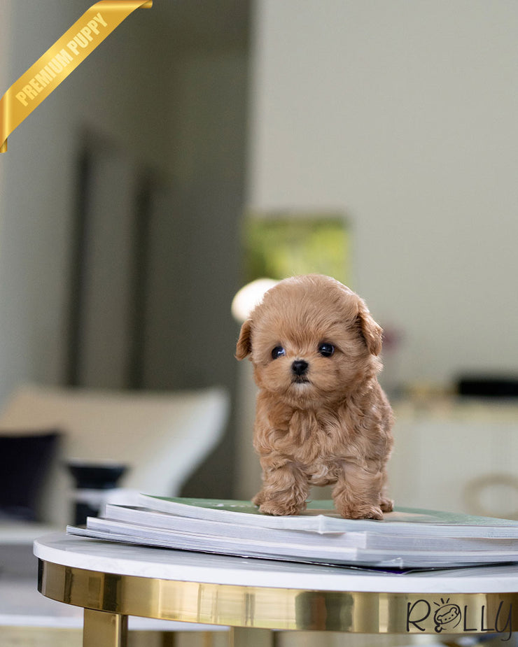 Rolly Teacup Puppies LUCY - FEMALE (PURCHASED by K).