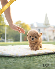 Rolly Teacup Puppies LUCY - FEMALE (PURCHASED by K).