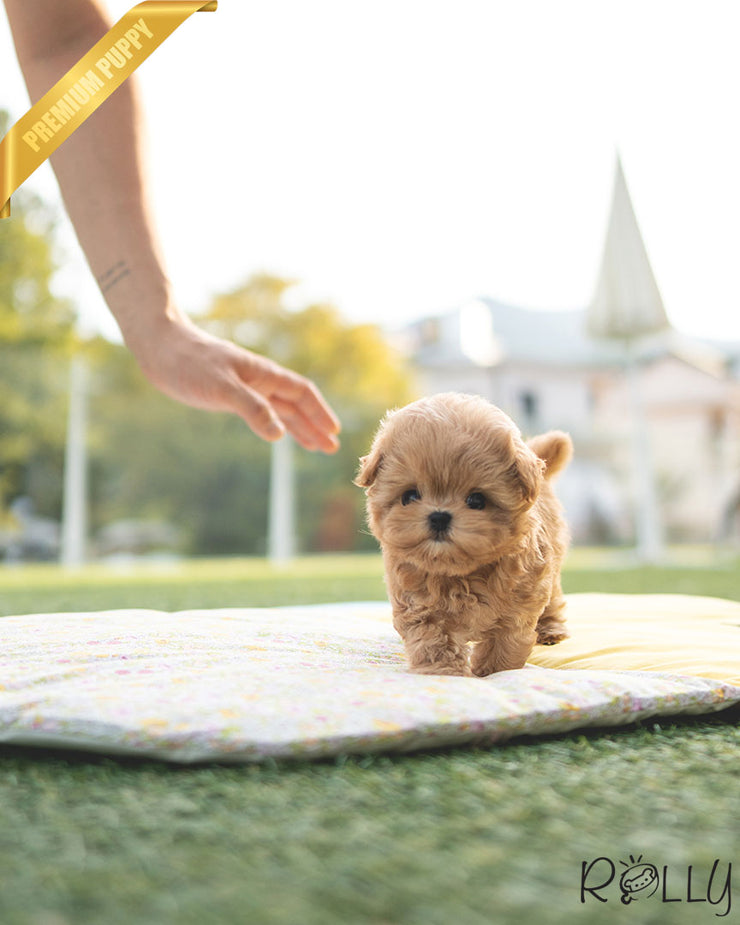 Rolly Teacup Puppies LUCY - FEMALE (PURCHASED by K).